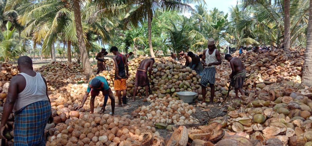 Harvest crew gathering coconuts in a grove