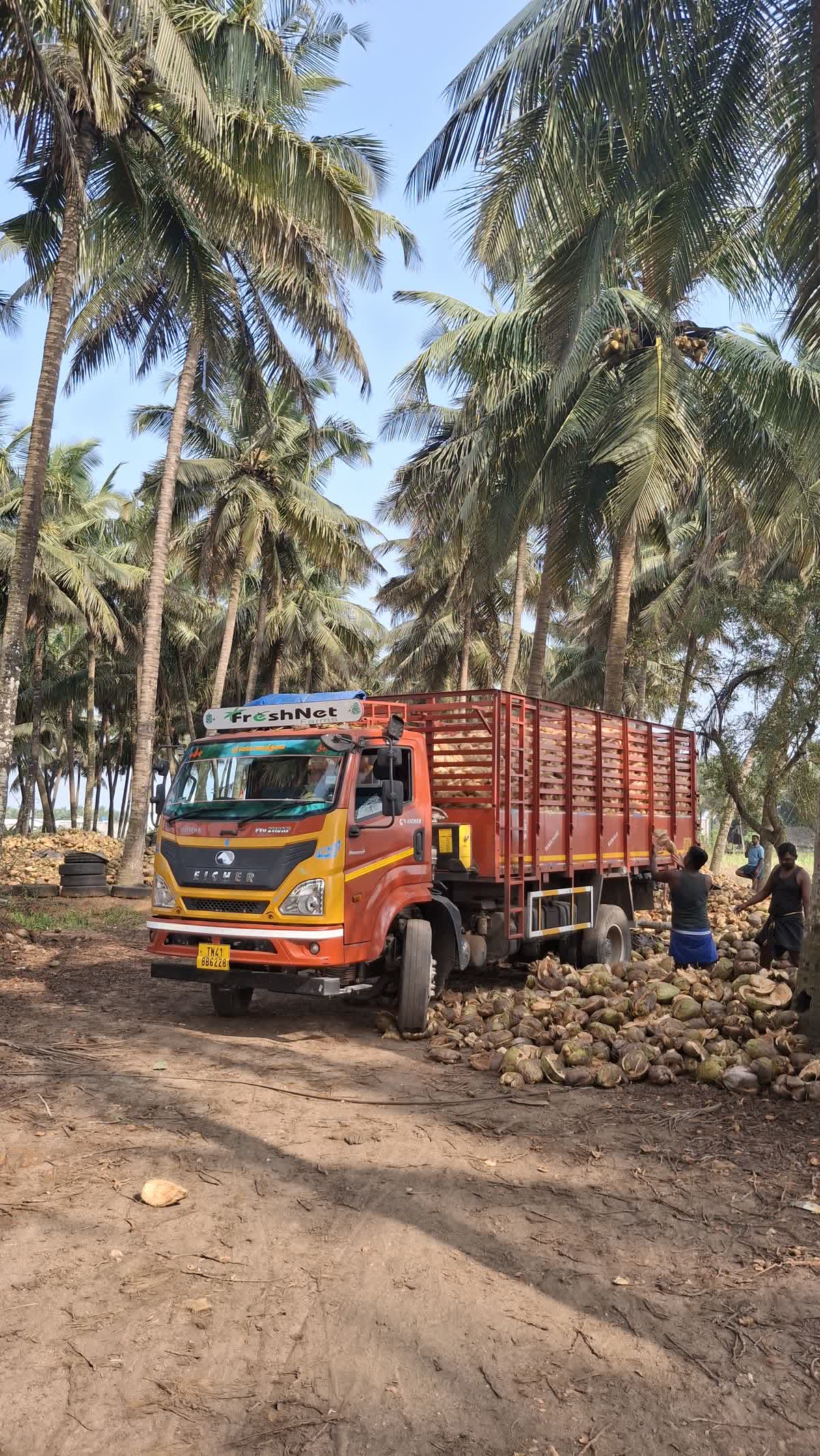 A FreshNet truck collecting coconut in the grove