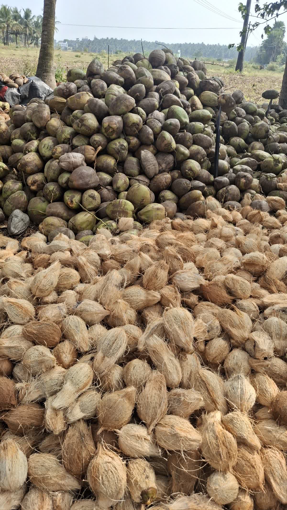 Harvested coconut heaped in a grove
