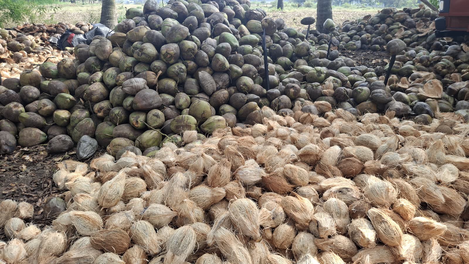 Harvested coconut heaped among the palms, ready for collection