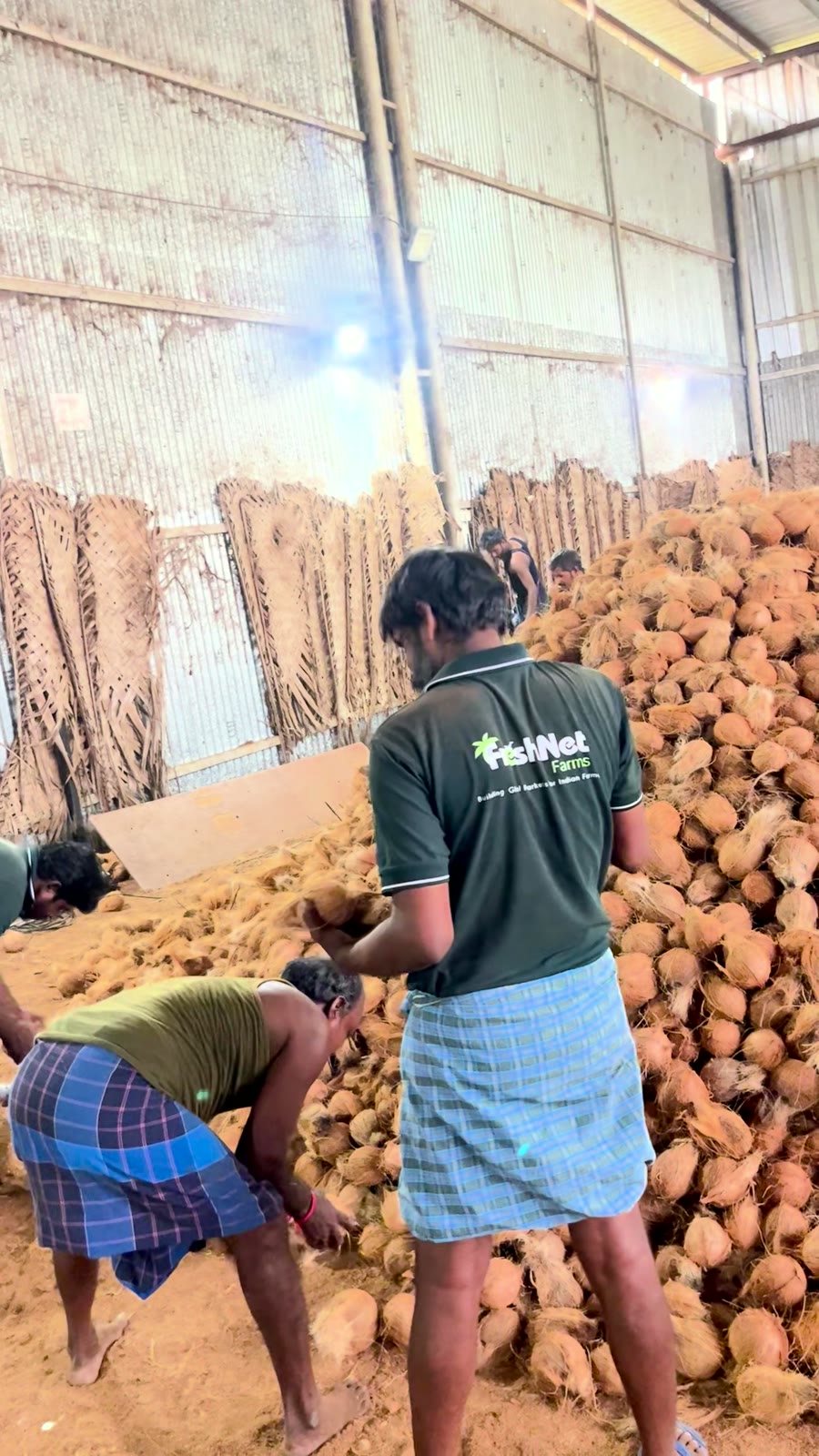 A FreshNet team member, FreshNet Farms logo on his shirt, sorting coconut